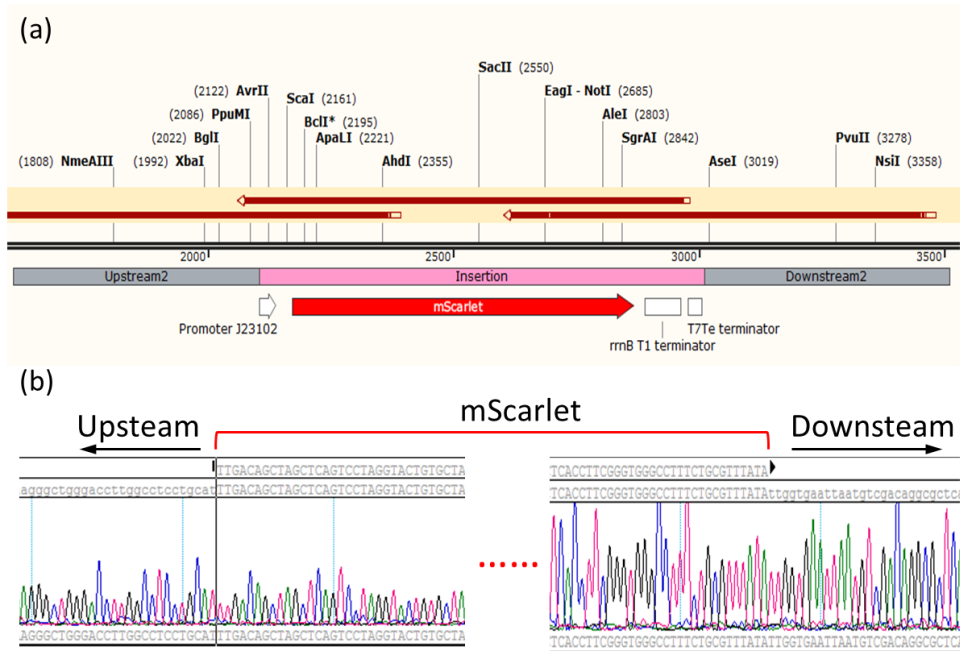 雙質(zhì)?；蚓庉? /> 
</p>
<p>
	圖2 mScarlet基因敲入后大腸桿菌基因組序列。（a）敲入位點上下游基因圖譜及測序組裝示意圖，（b）敲入位點上下游測序序列峰形圖。
</p>
<p style=