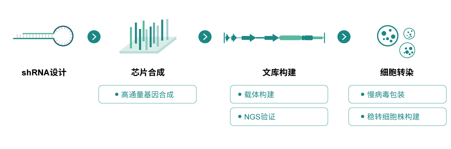 shRNA文庫服務(wù)流程