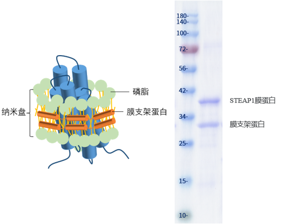 納米盤形式的STEAP1膜蛋白示意圖