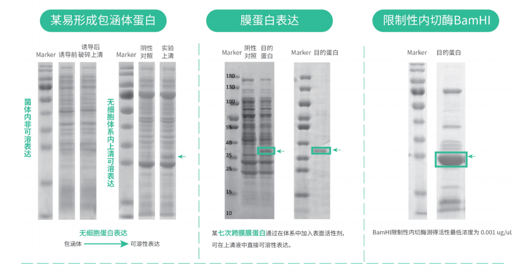 難表達(dá)蛋白