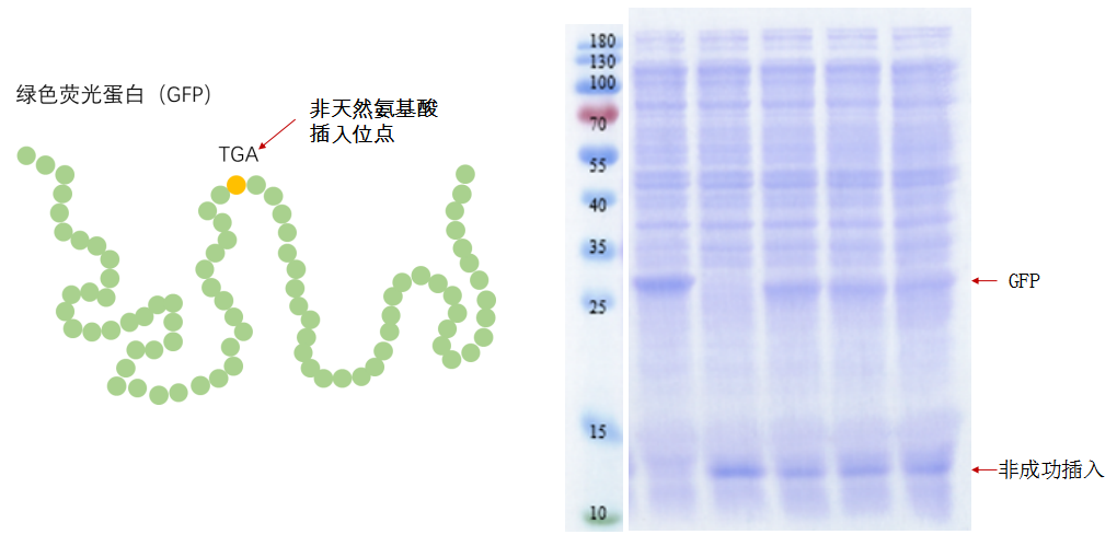 非天然氨基酸插入效率測試